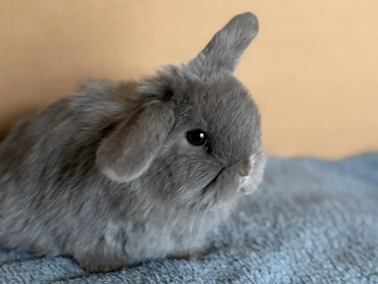 Billede 2 - Ægte Minilop unger søger nye hjem 🐰💛
