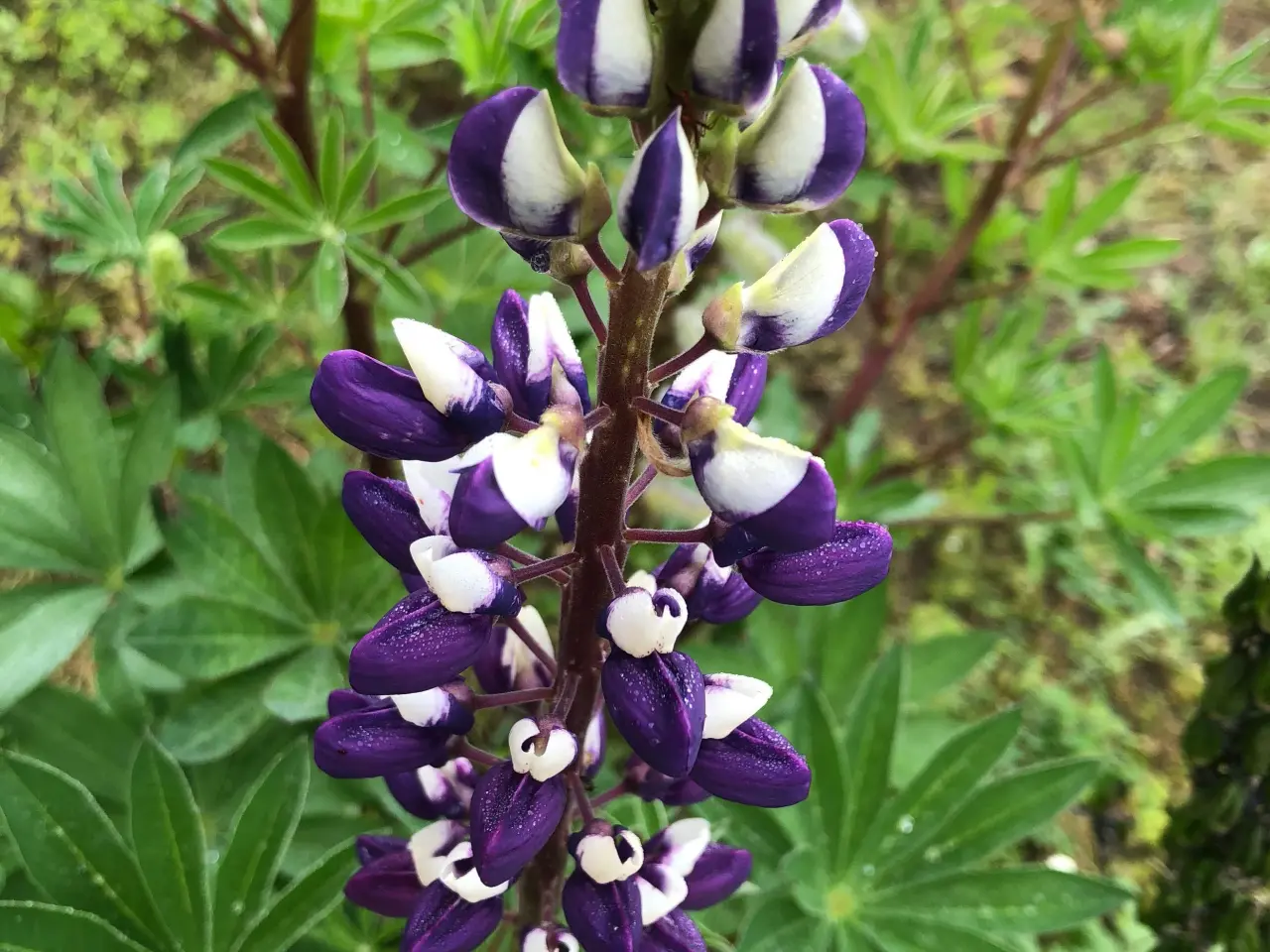Billede 1 - Lupin blomsterfrø