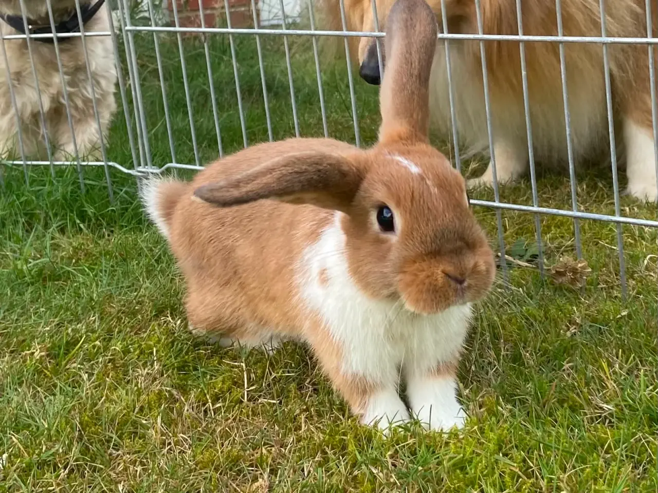 Billede 11 - Smuk lille pige kanin🥕