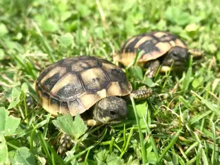 Græsk landskildpadde