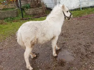 palomino hingsteføl