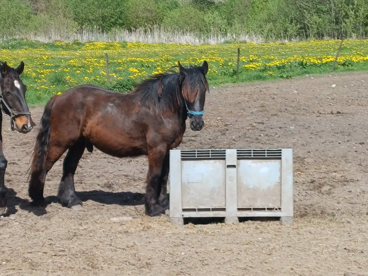Billede 2 - 2årig Jyskhest hingst sælges
