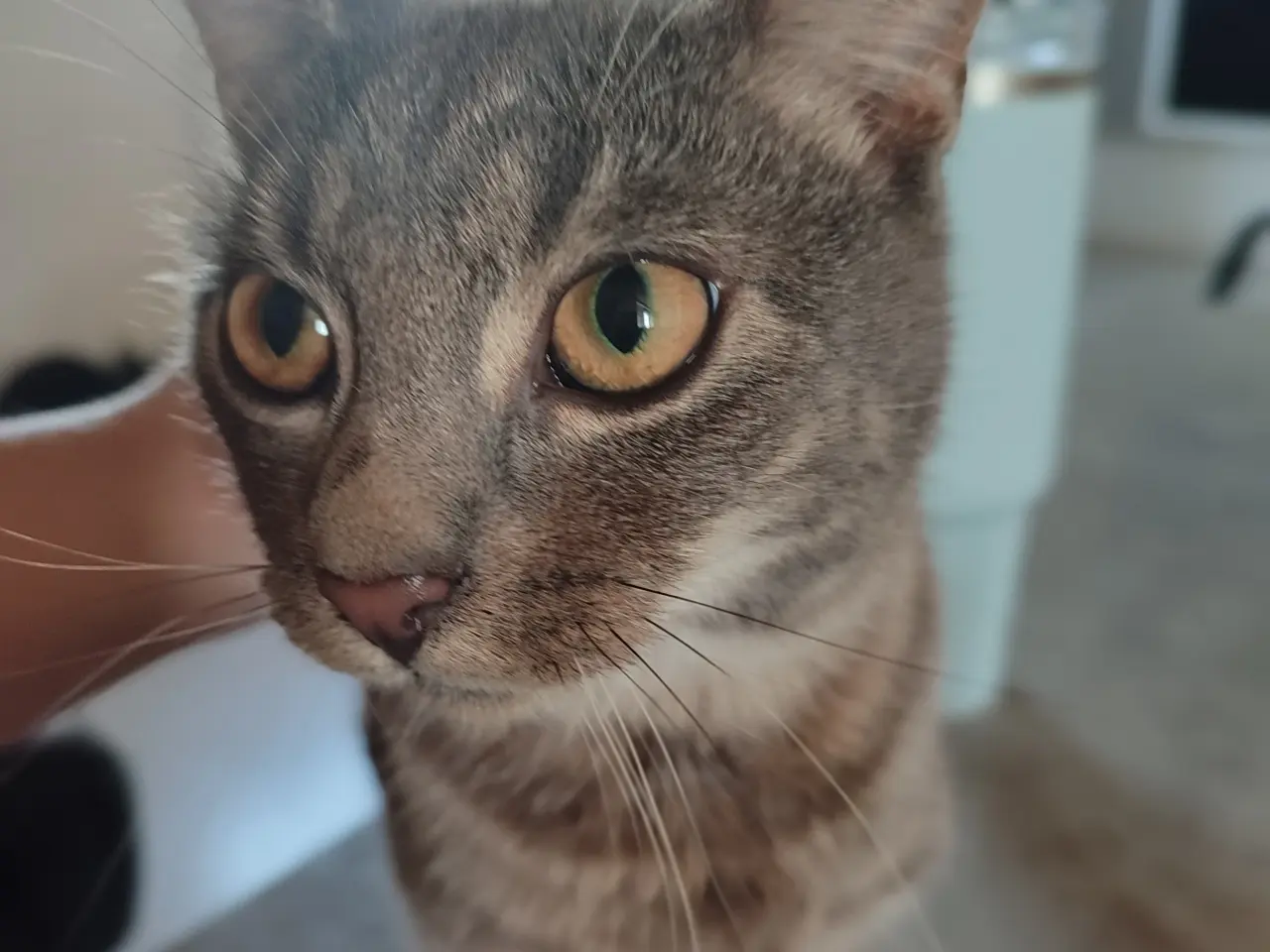 Billede 3 - Sødeste katte
