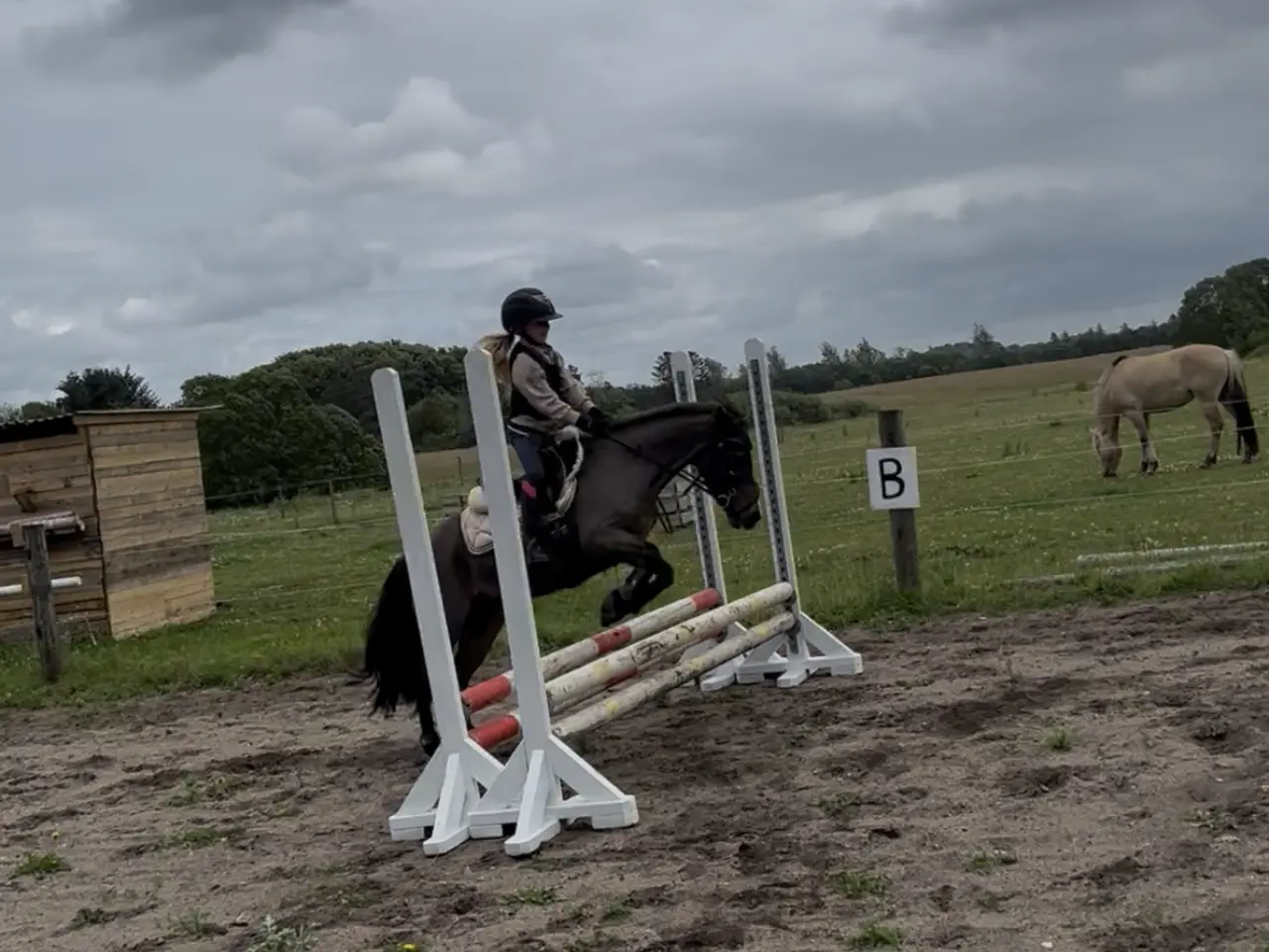 Billede 4 - Sød børne pony Jackie