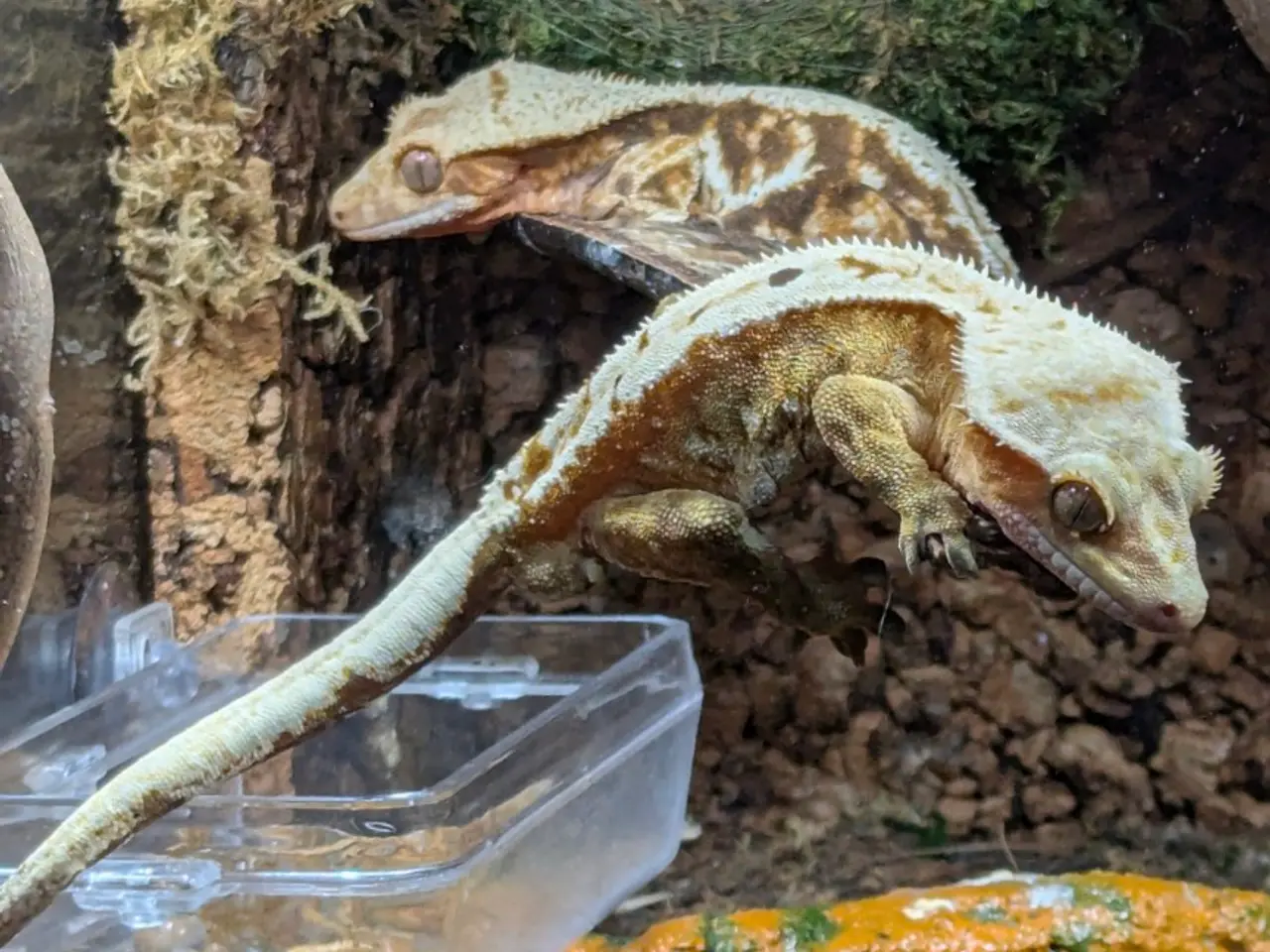 Billede 4 - Kronegekko par. 🦎🦎