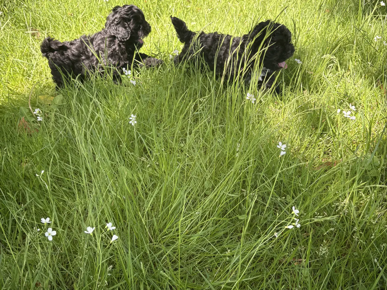 Billede 2 - 🐾 Shih-Poo hvalpe – 2 kærlige drenge klar til ny
