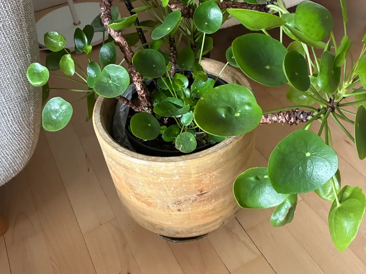 Billede 2 - Kinesisk pengeplante, Pilea