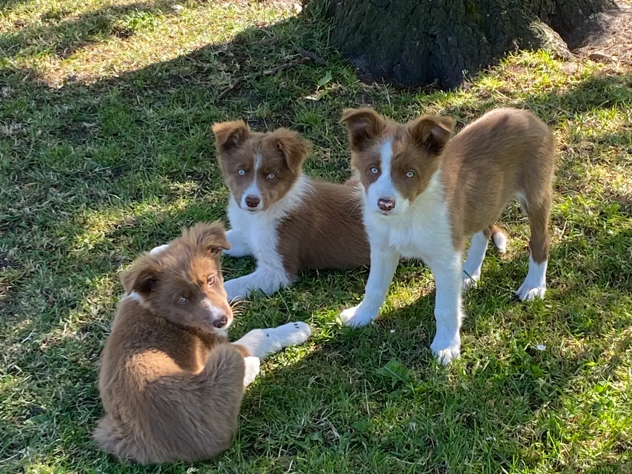 Billede 17 - Border Collie Så er vi Klar