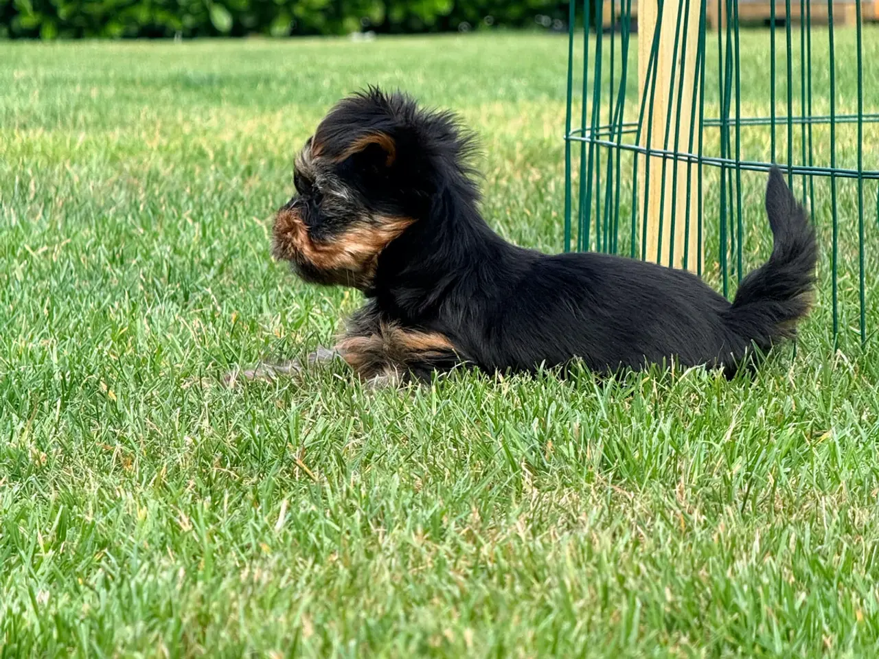 Billede 3 - Yorkshire Terrier leder efter nye familie