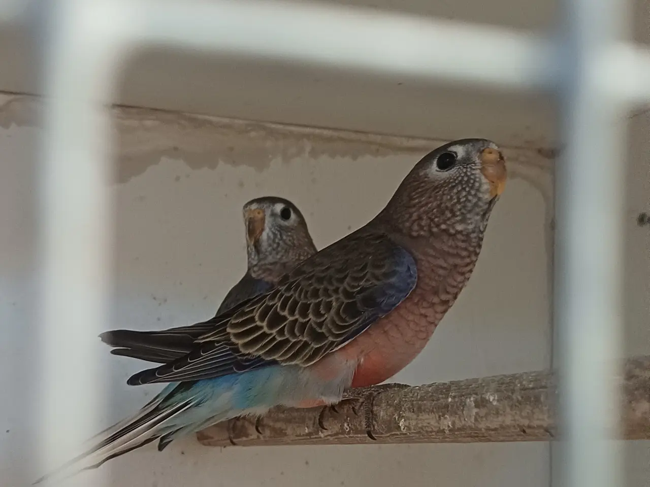 Billede 1 - Bourks