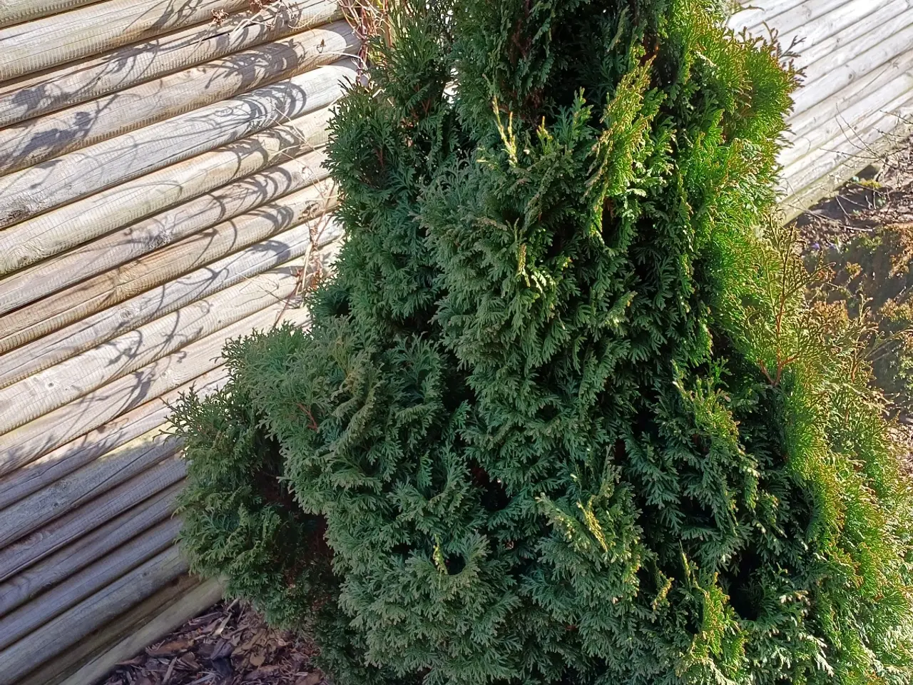 Billede 3 - Stor flot Thuja