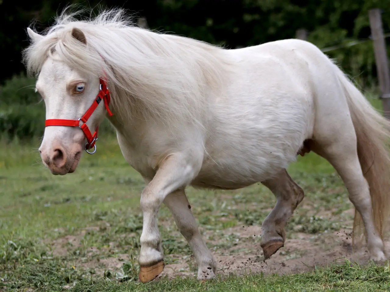 Billede 5 - Cremello broget shetlandspony hoppe, mini str.