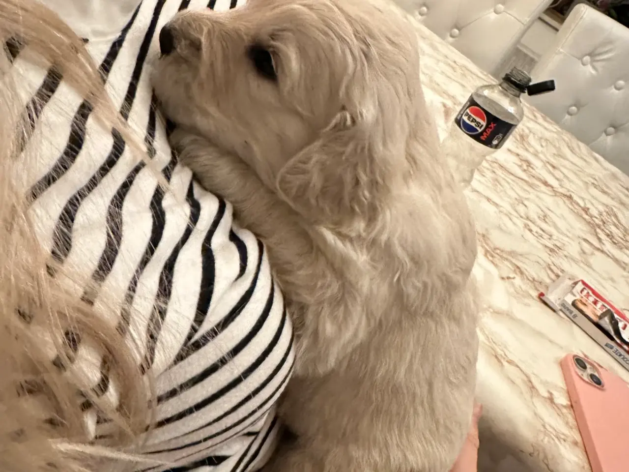 Billede 7 - Smukke Golden Doodle hvalpe