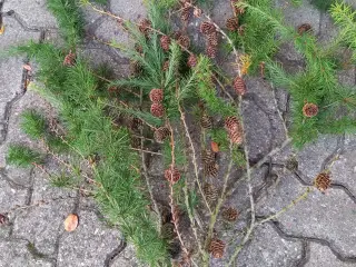 Lærkegrene, fyrrekogler, grankogler mm.