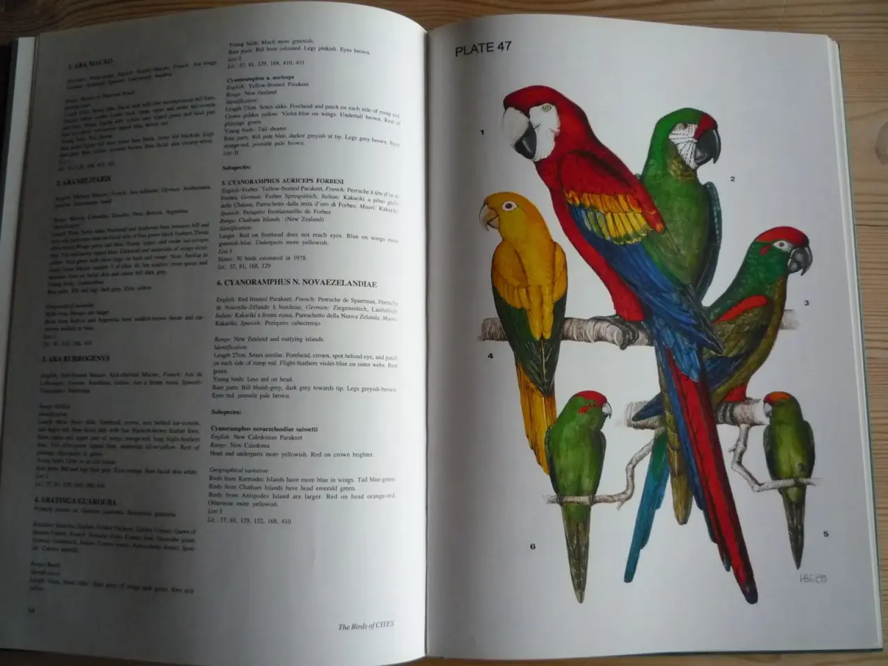 Billede 1 - The Birds of Cites
