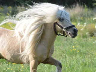 Albert mini palomino