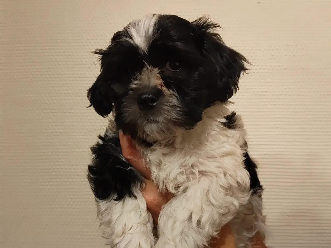 Billede 4 - Shih Tzu / blanding Malteser