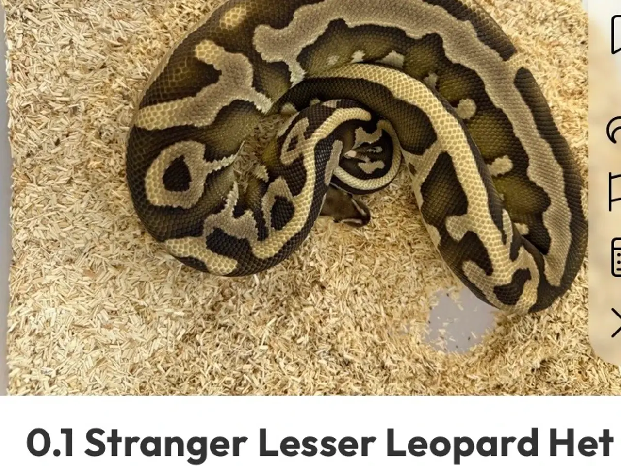 Billede 14 - Konge python