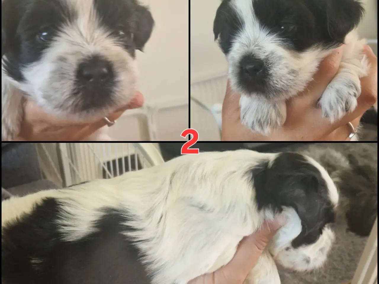Billede 3 - Boomer hvalpe 