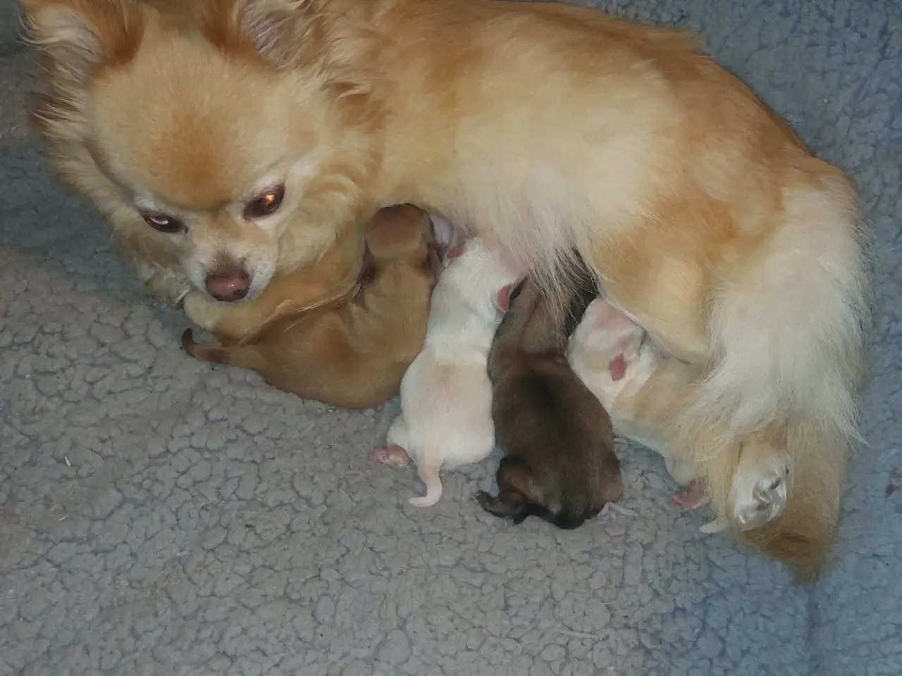 Billede 1 - Pomchi hvalpe