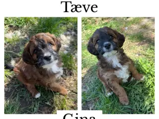 Puddel og dansk svensk gårdhund blanding