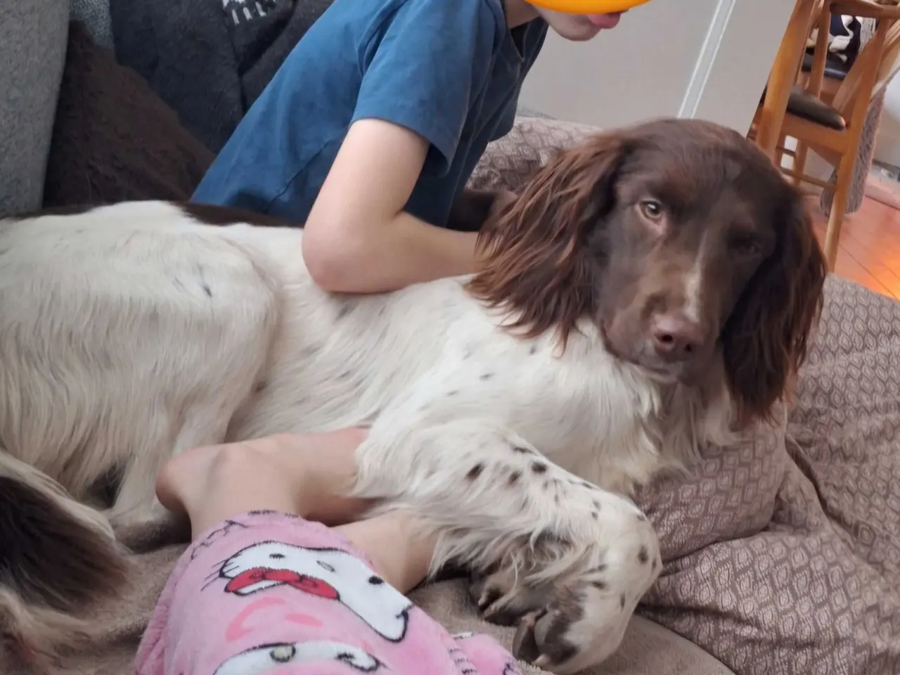 Billede 6 - Springer Spaniel hvalpe sælges