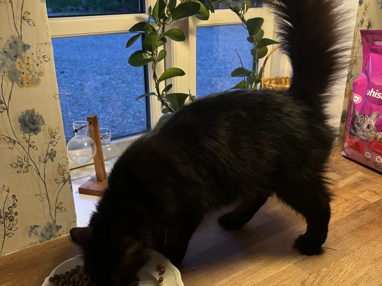 Billede 6 - Søde katte blandings killinger. 