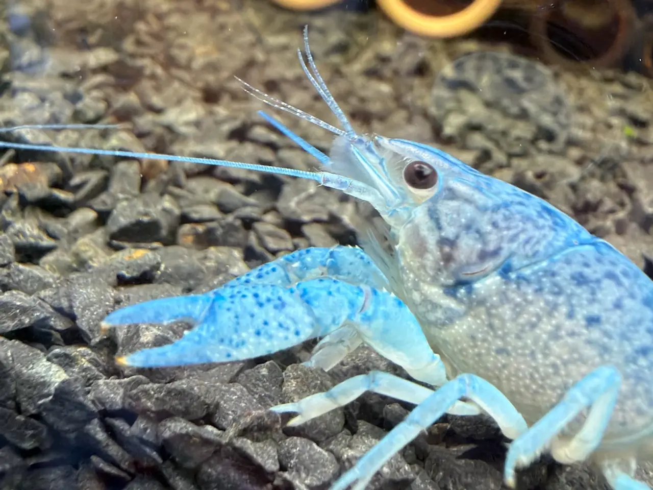 Billede 10 - đ±Wow FLOTTE BlĂ„ Florida Krebs Procambarus alleni
