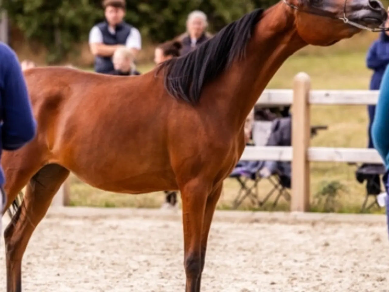 Billede 1 - Ox araber hoppe plag 2 år