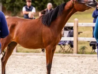 Ox araber hoppe plag 2 år