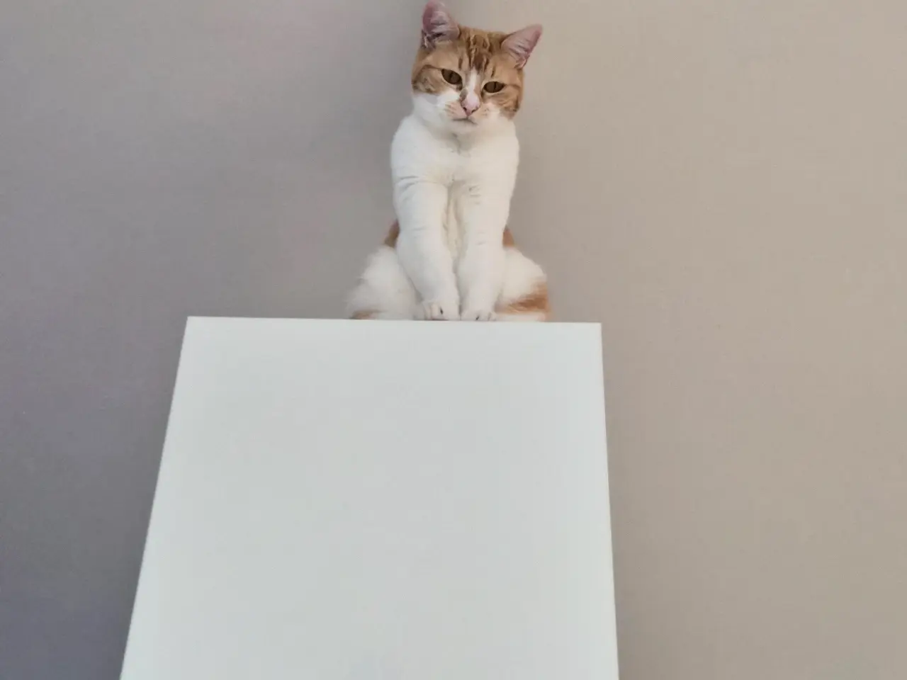 Billede 18 - Cats looking for new loving forever home
