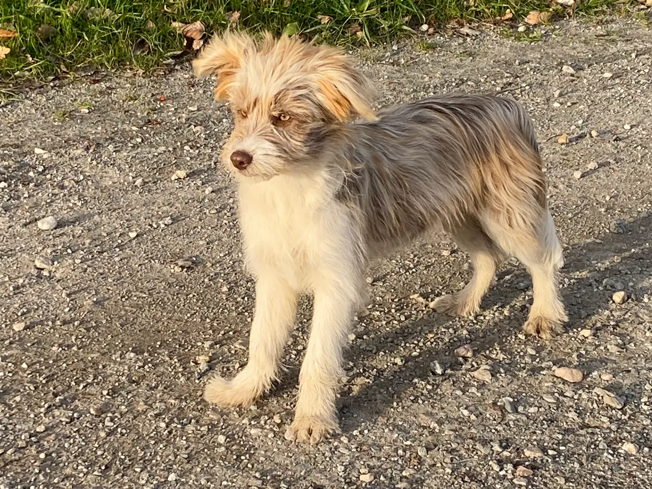 Billede 14 - Chinese crested Powder puff / Border collie