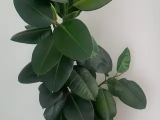 Ficus / gummiplante med potte
