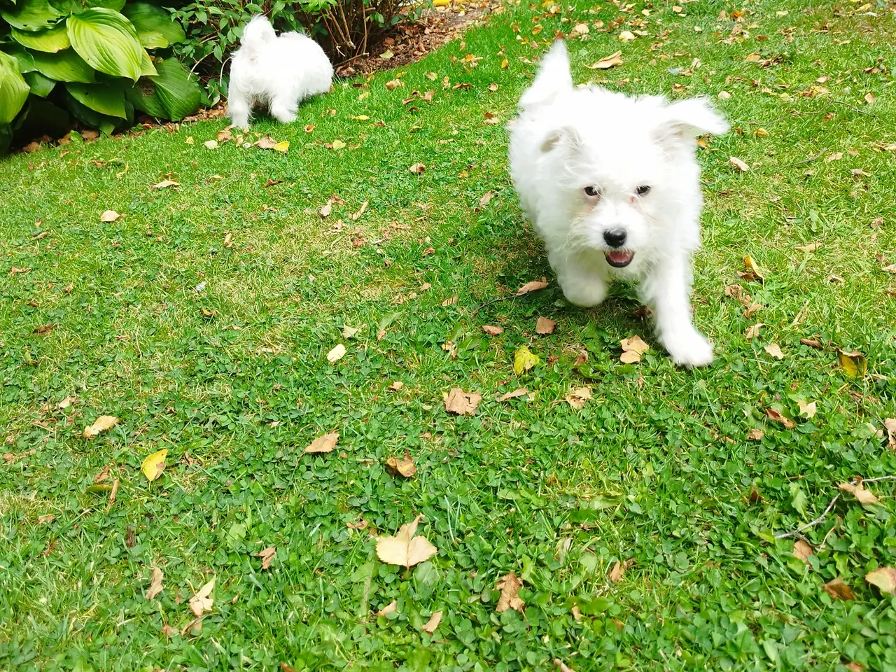 Billede 3 - Malteser/Coton de Tulear hvalpe