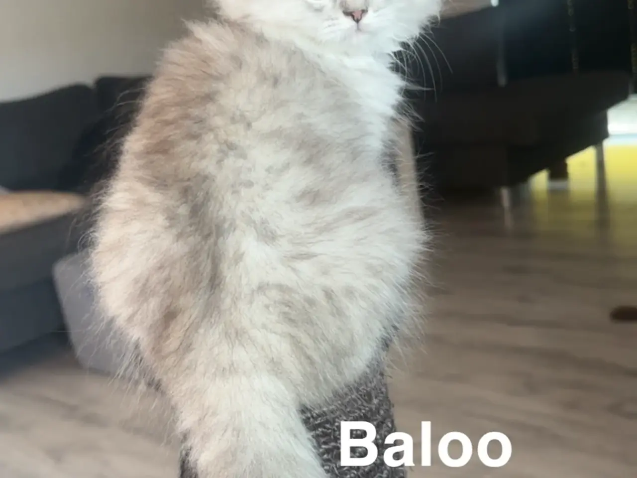 Billede 2 - 4 Smukke langhårede perser/skovkat blandinger ♥️