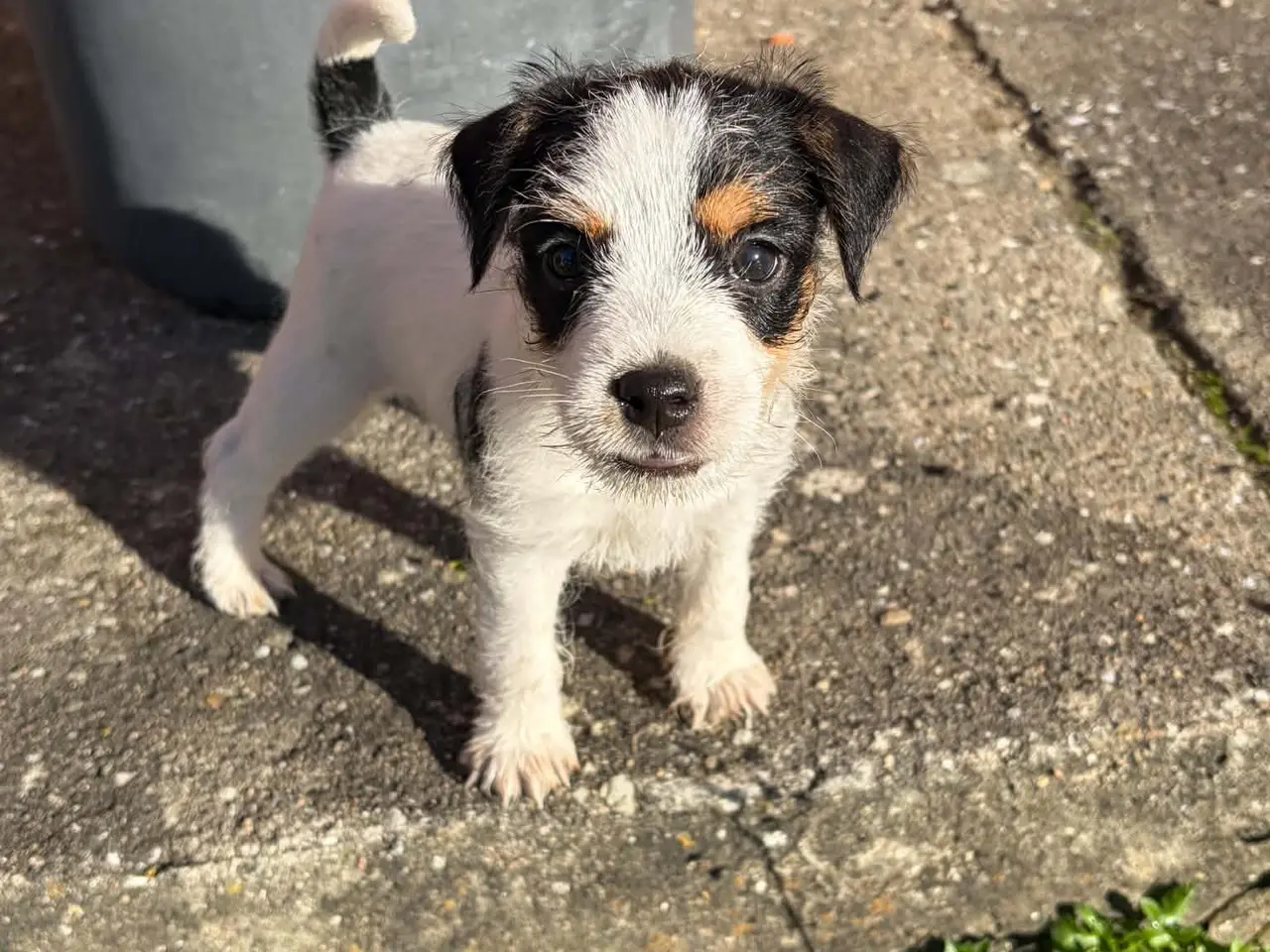 Billede 3 - Jack Russel (Parson) hvalpe, 3 hanner, 2 tæver