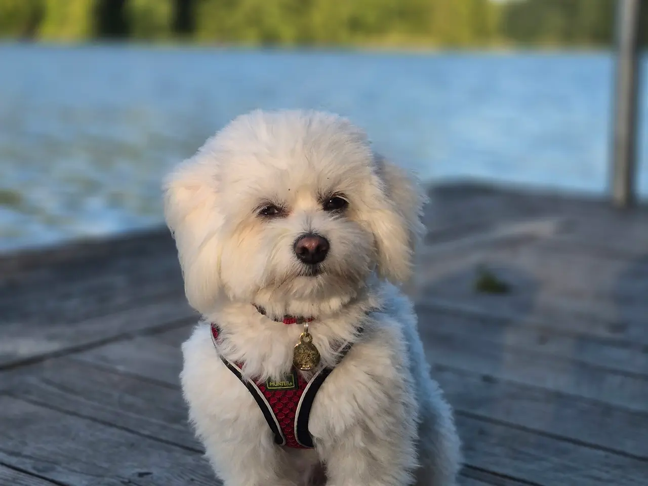 Billede 1 - Bichon Malteser til parring