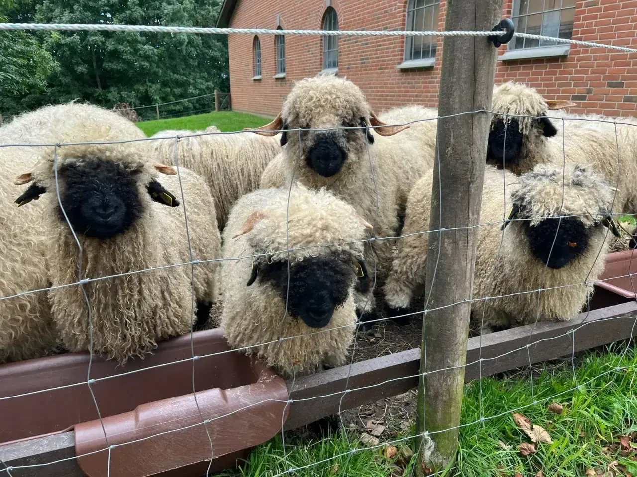 Billede 1 - Valais Blacknose væddere/Gimmere