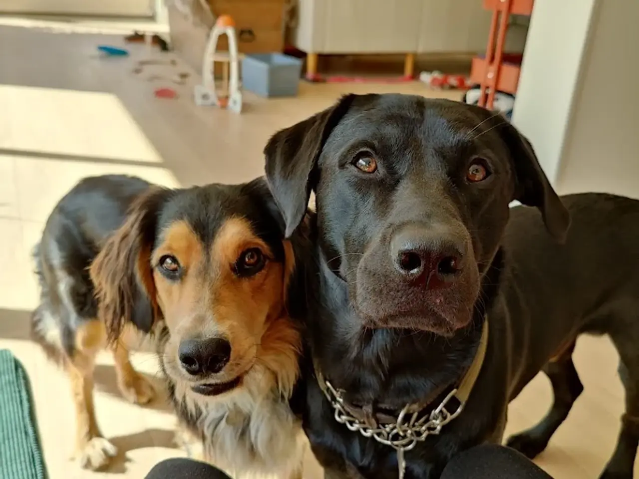 Billede 7 - F1 Labrador udbydes til parring