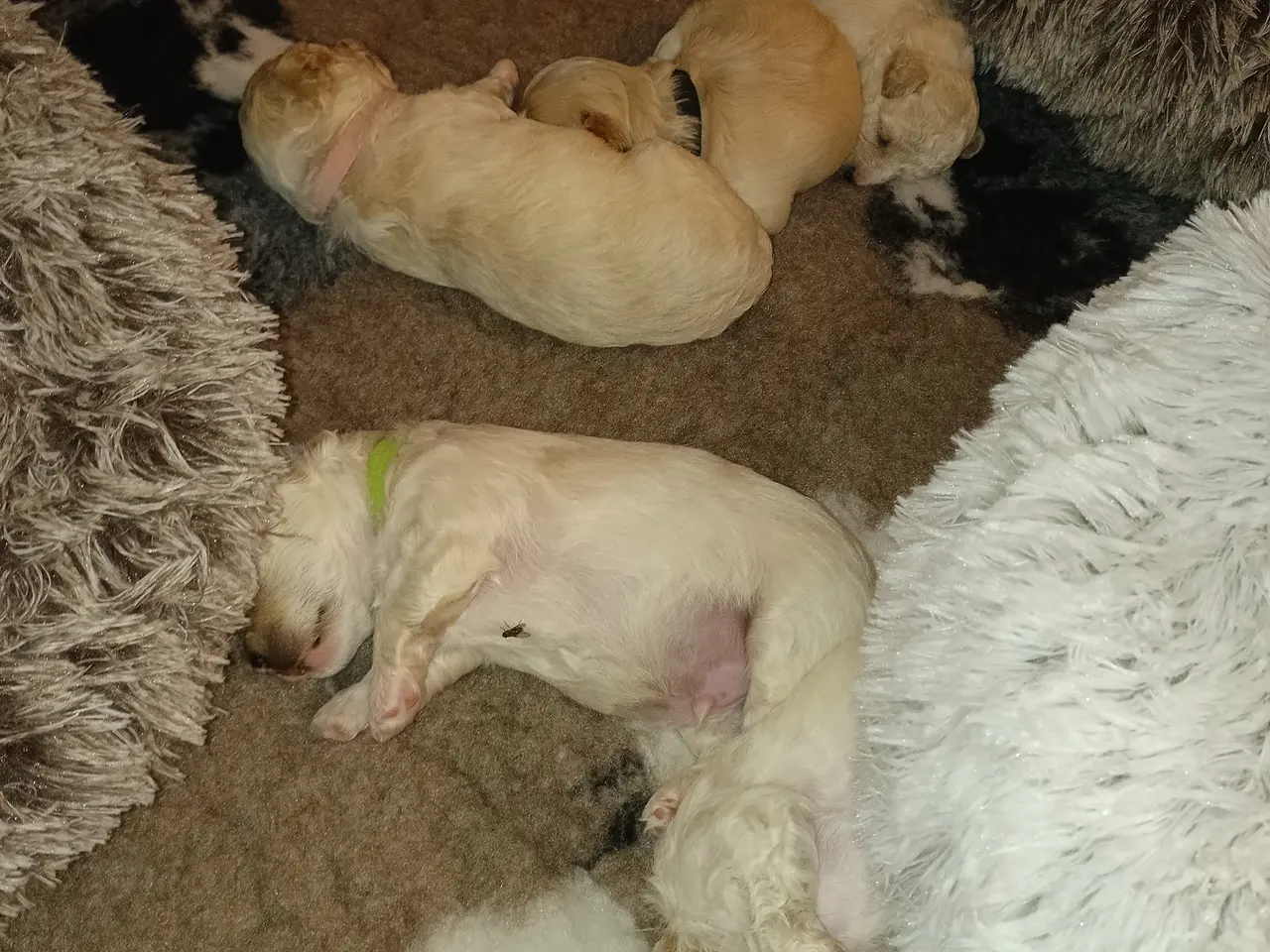 Billede 10 - Maltipoo hvalpe 