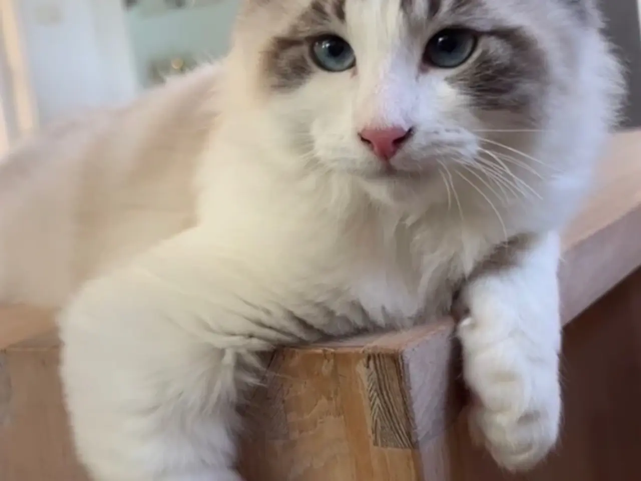 Billede 4 - Ragdoll far og Ragdoll-Skovkat mor