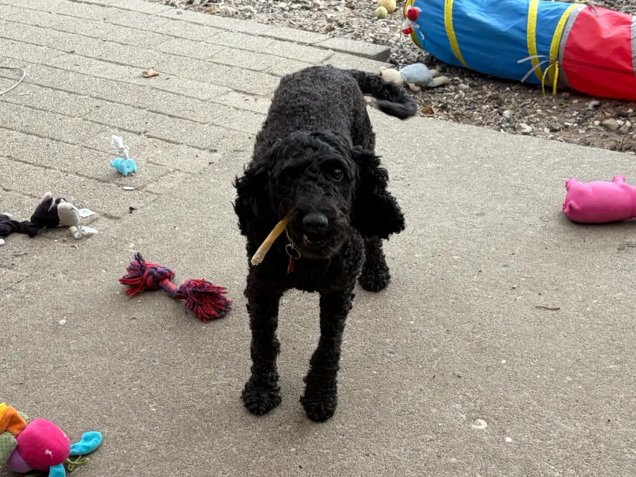 Billede 14 - De smukkeste F1 Cavapoo babyer