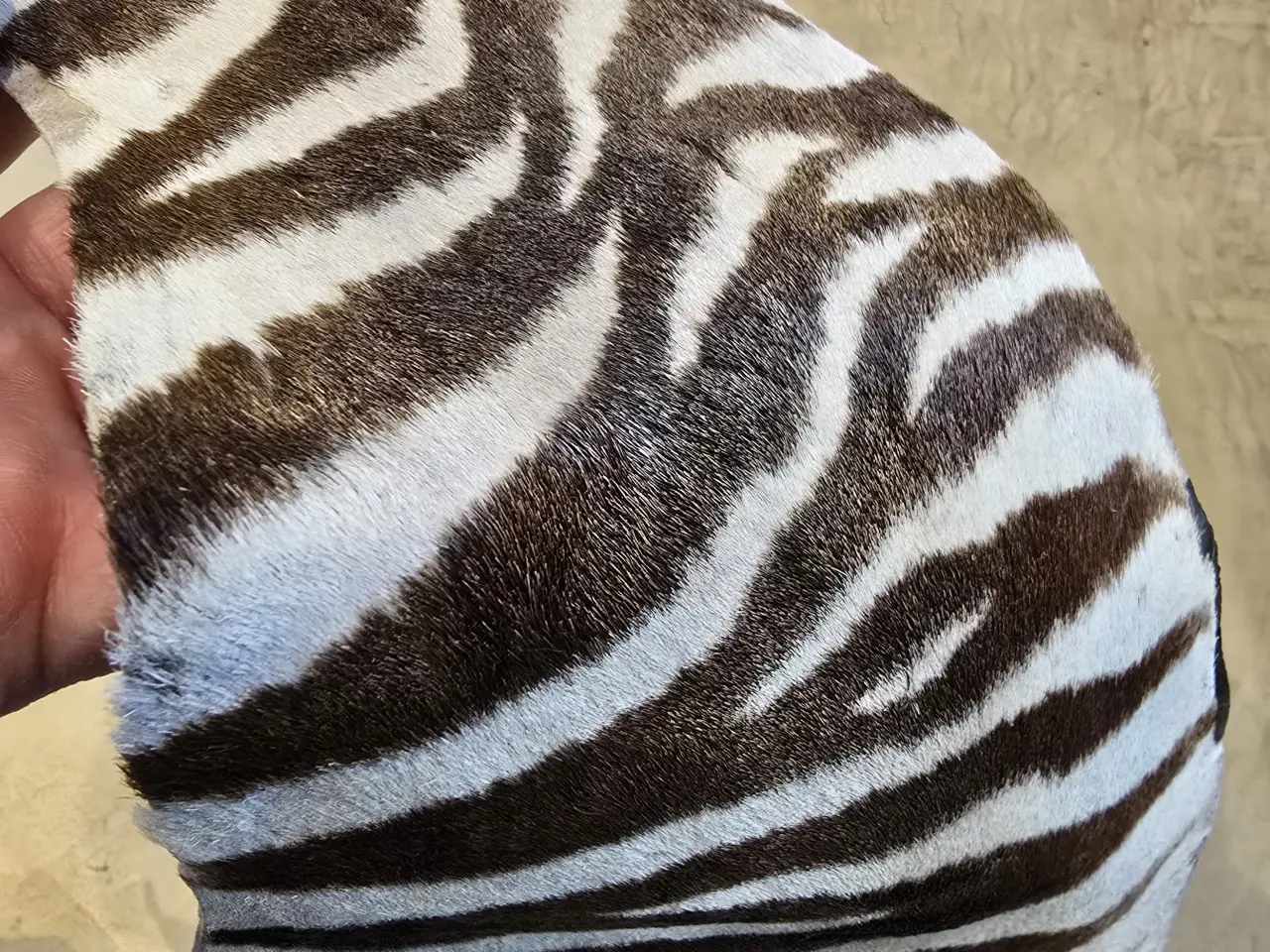 Billede 10 - STORT FLOT ZEBRASKIND FRA VOKSEN ZEBRA