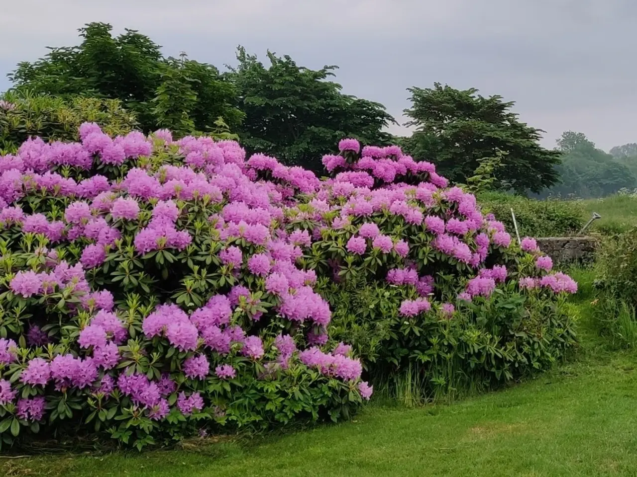 Billede 1 - Gigantisk rododendron