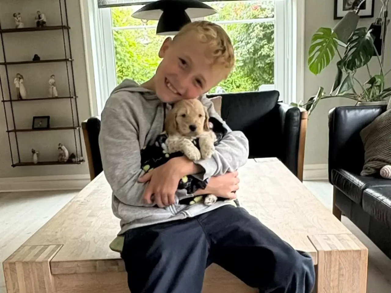 Billede 9 - Cockapoo hvalpe - salgsklare i uge 42