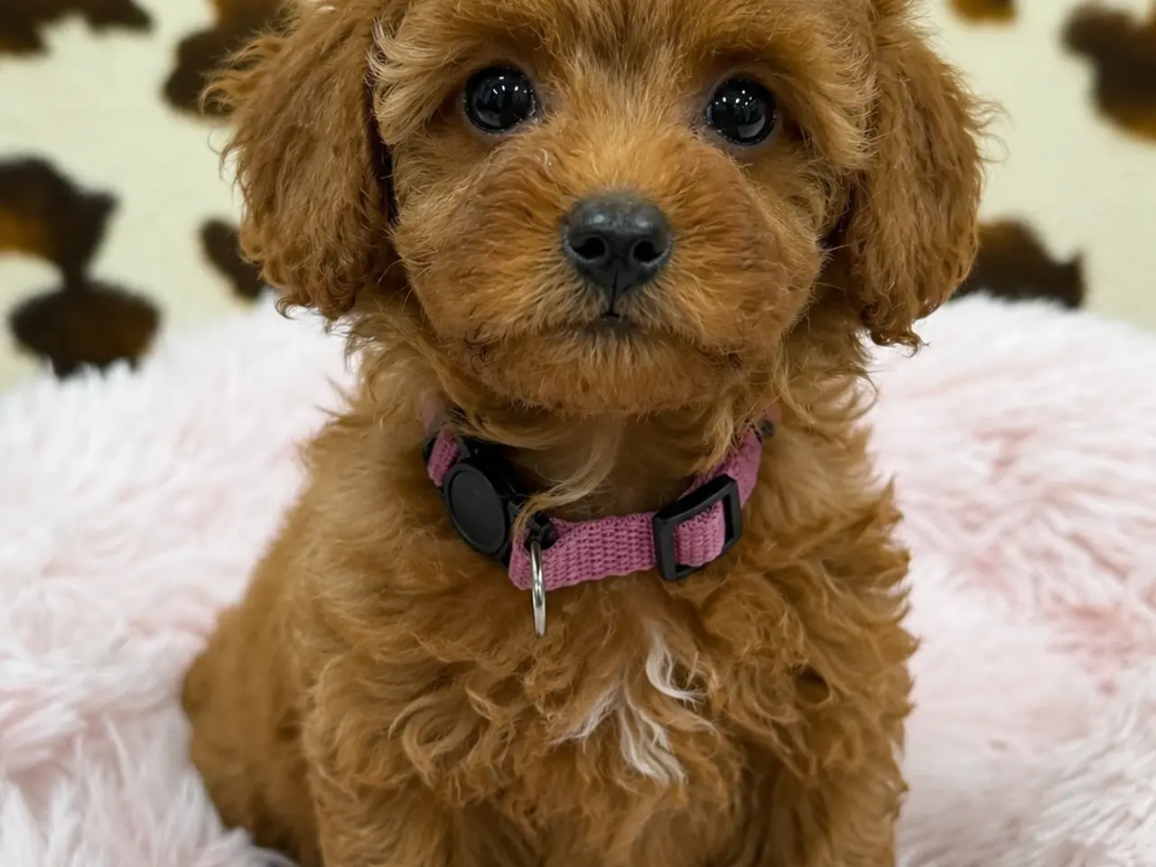 Billede 5 - Skønne mini Maltipoo hvalpe