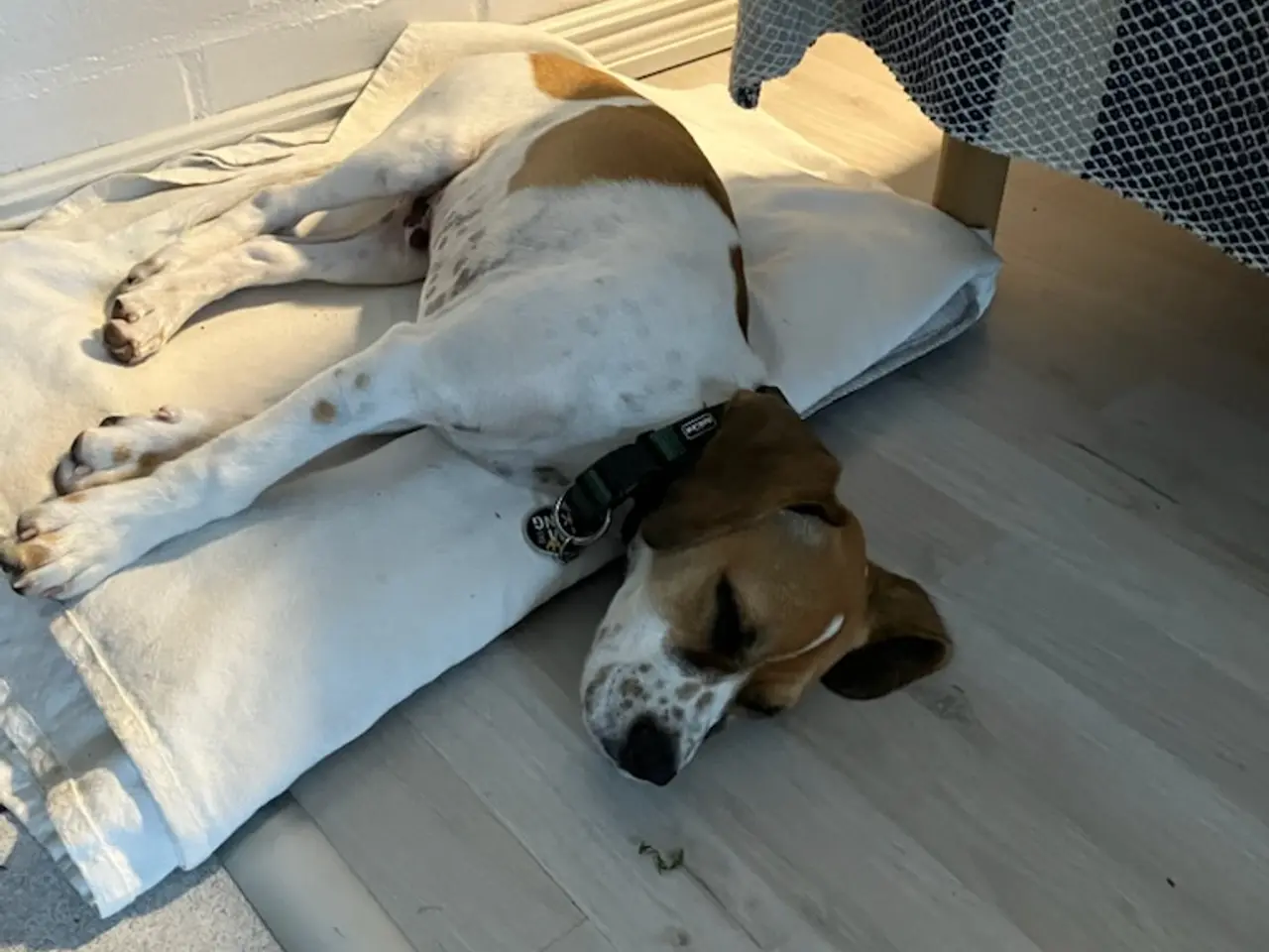 Billede 2 - Dansk svensk gårdhund /amerikansk cockerspaniel