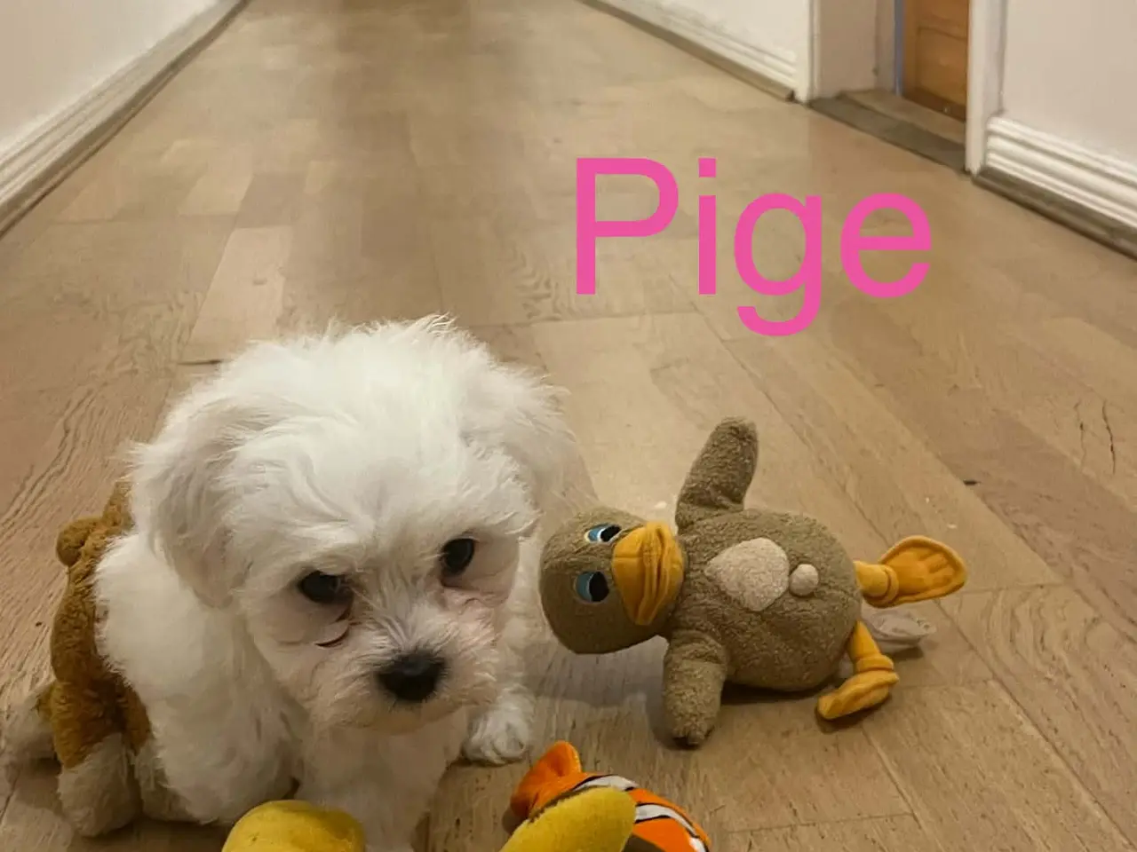 Billede 5 - Coton de tulear hvalpe