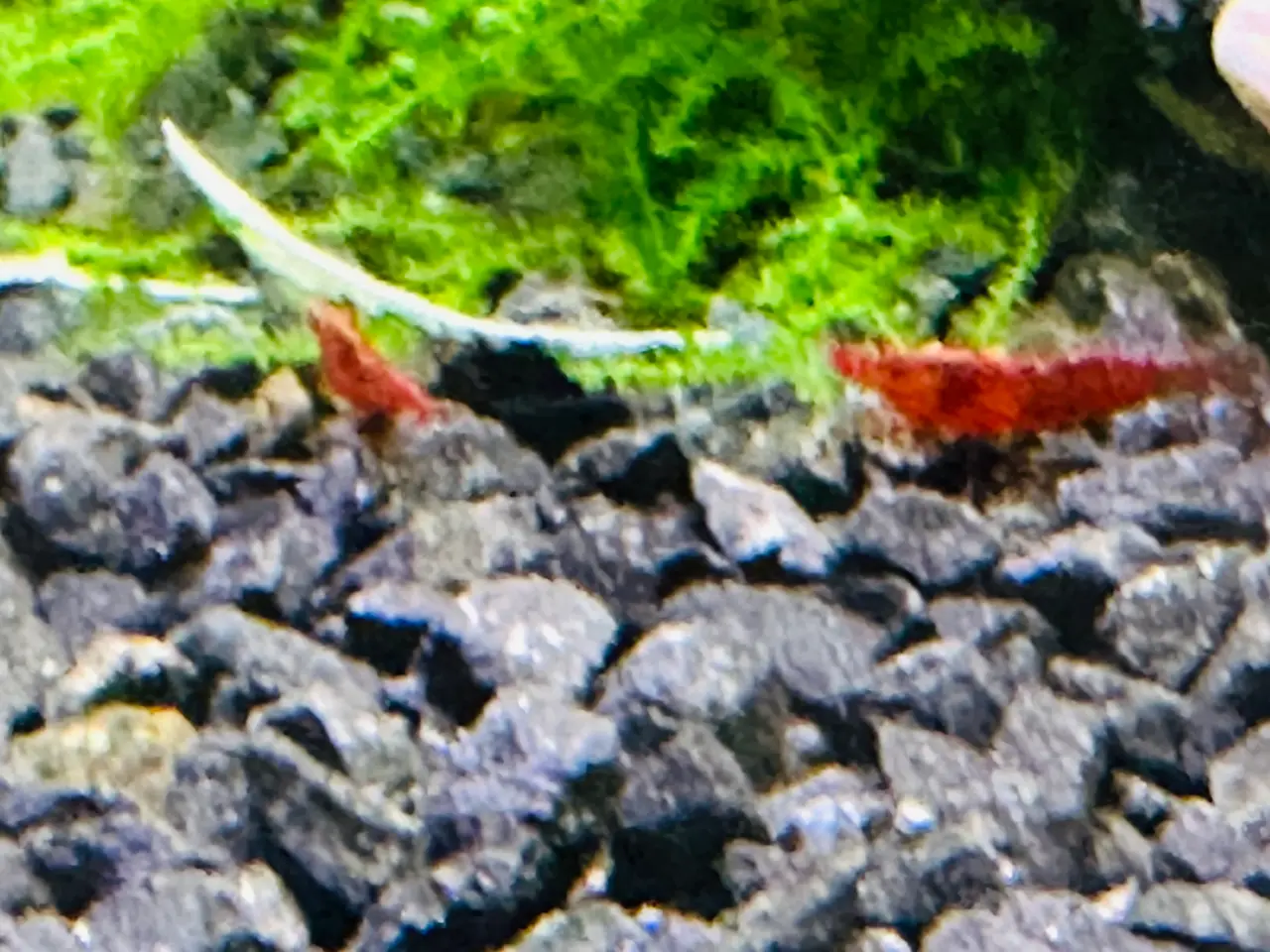 Billede 4 - Bloody Mary rejer renstammede. 