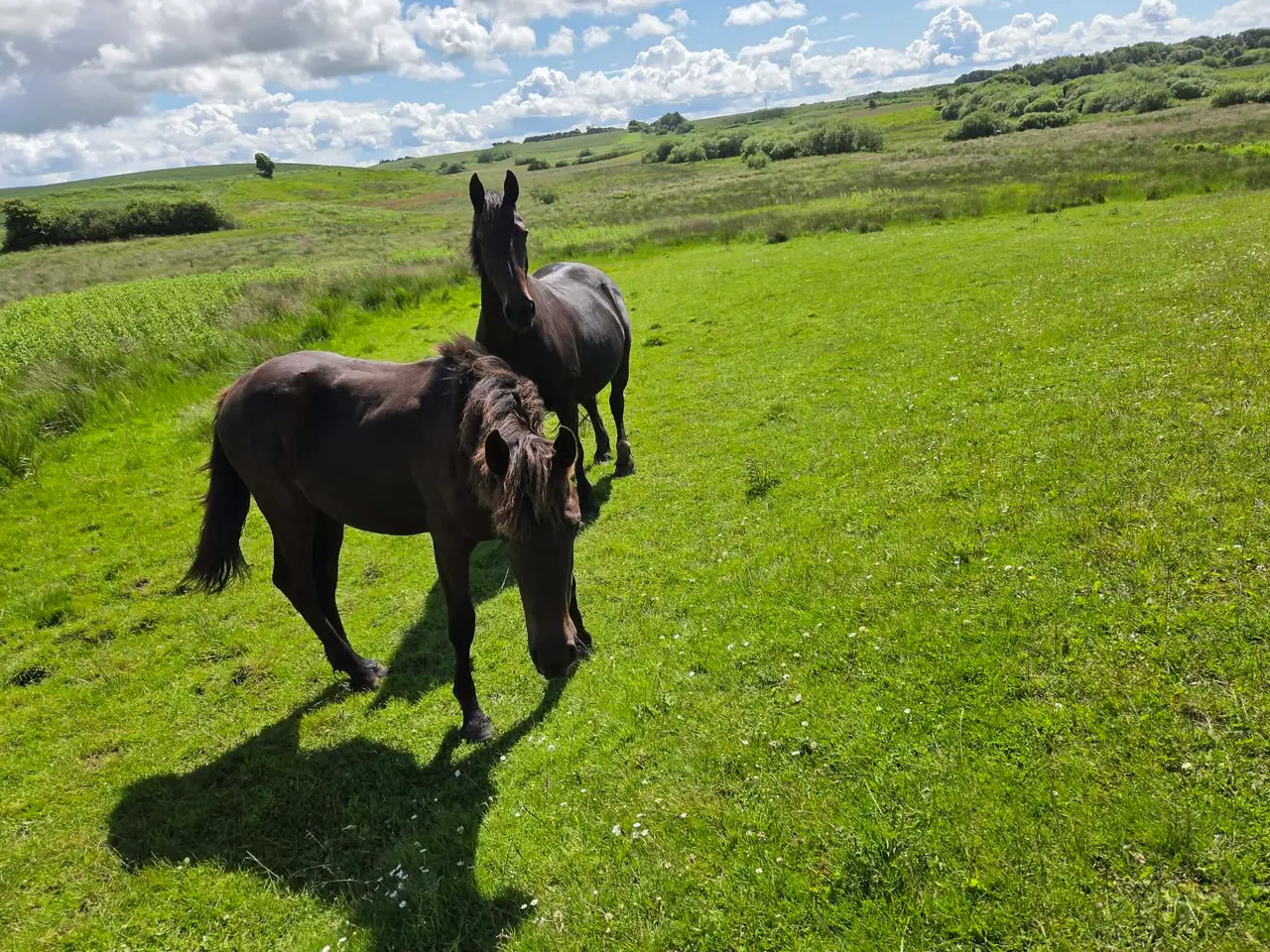 Billede 9 - 1 års hoppe plag